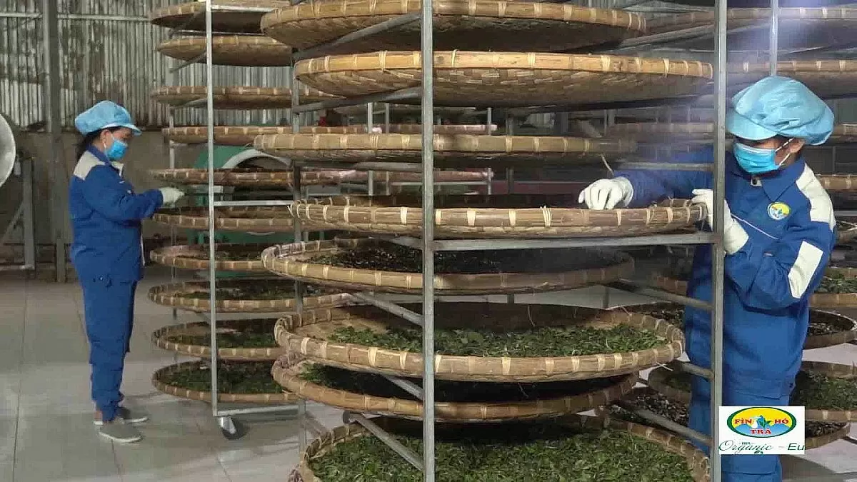 Chè Shan tuyết Hà Giang: ‘Mạch nguồn xanh’ giúp đồng bào Dao thoát nghèo Chè Shan tuyết Hà Giang: ‘Mạch nguồn xanh’ giúp đồng bào Dao thoát nghèo