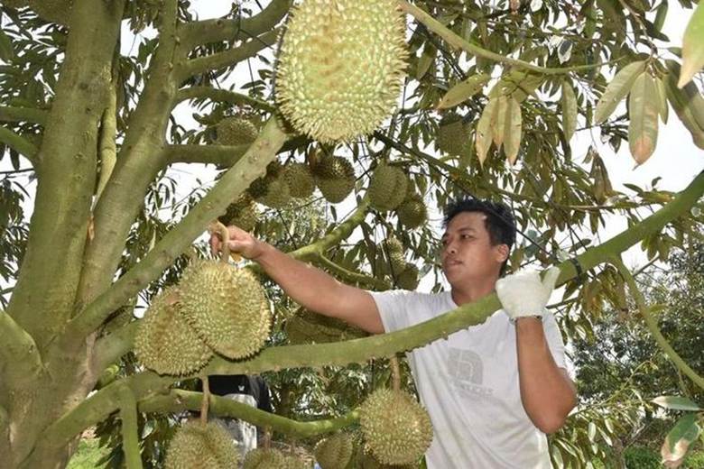 Thu hoạch sầu riêng tại xã Mỹ Thành Bắc, huyện Cai Lậy, tỉnh Tiền Giang.