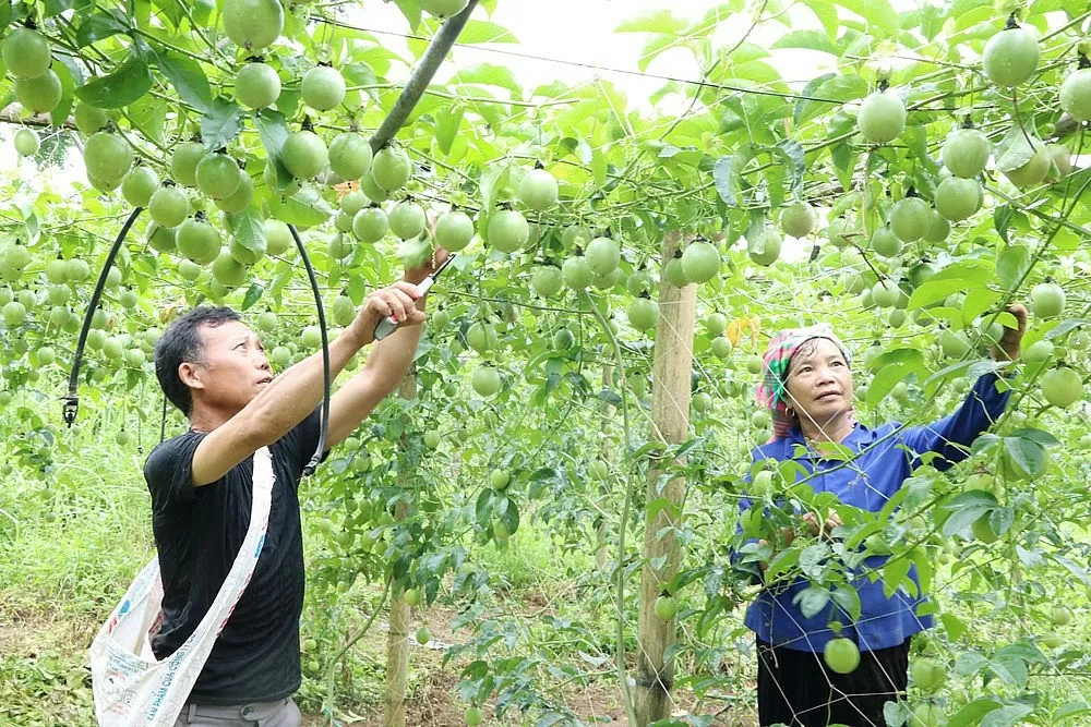 Lai Châu tìm đầu ra bền vững cho sản phẩm vùng cao