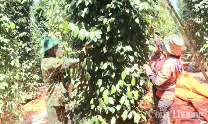 Giá tiêu hôm nay 13/5/2025, Giá tiêu hôm nay 13/5/2025, thị trường ổn định ở mức cao