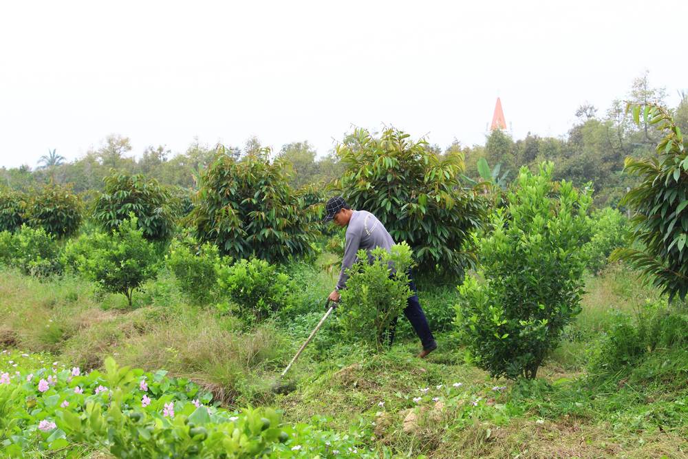 Nông dân phải cần lưu ý về thổ nhưỡng, đặc tính của từng loại cây ăn trái để có sự lựa chọn phù hợp.