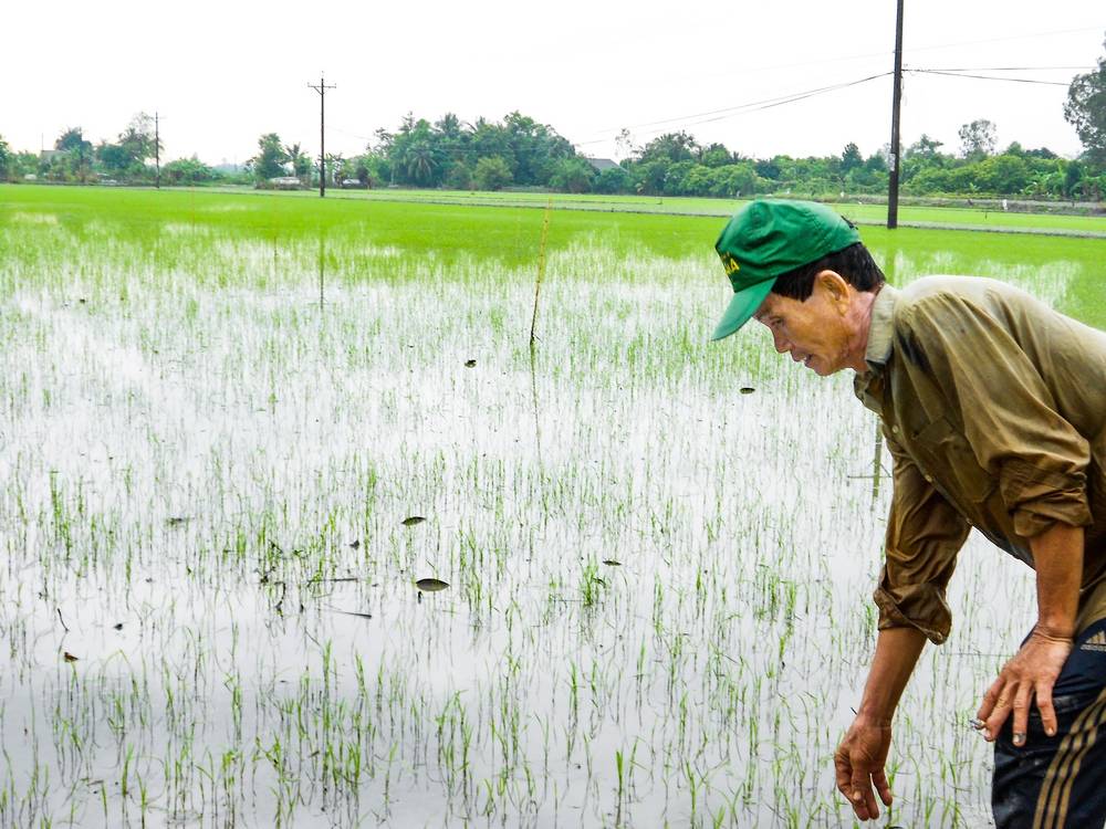 Gió mùa Tây Nam mang đến nhiều mưa cung cấp nguồn nước tưới dồi dào cho sản xuất nông nghiệp, nông dân hưởng lợi.