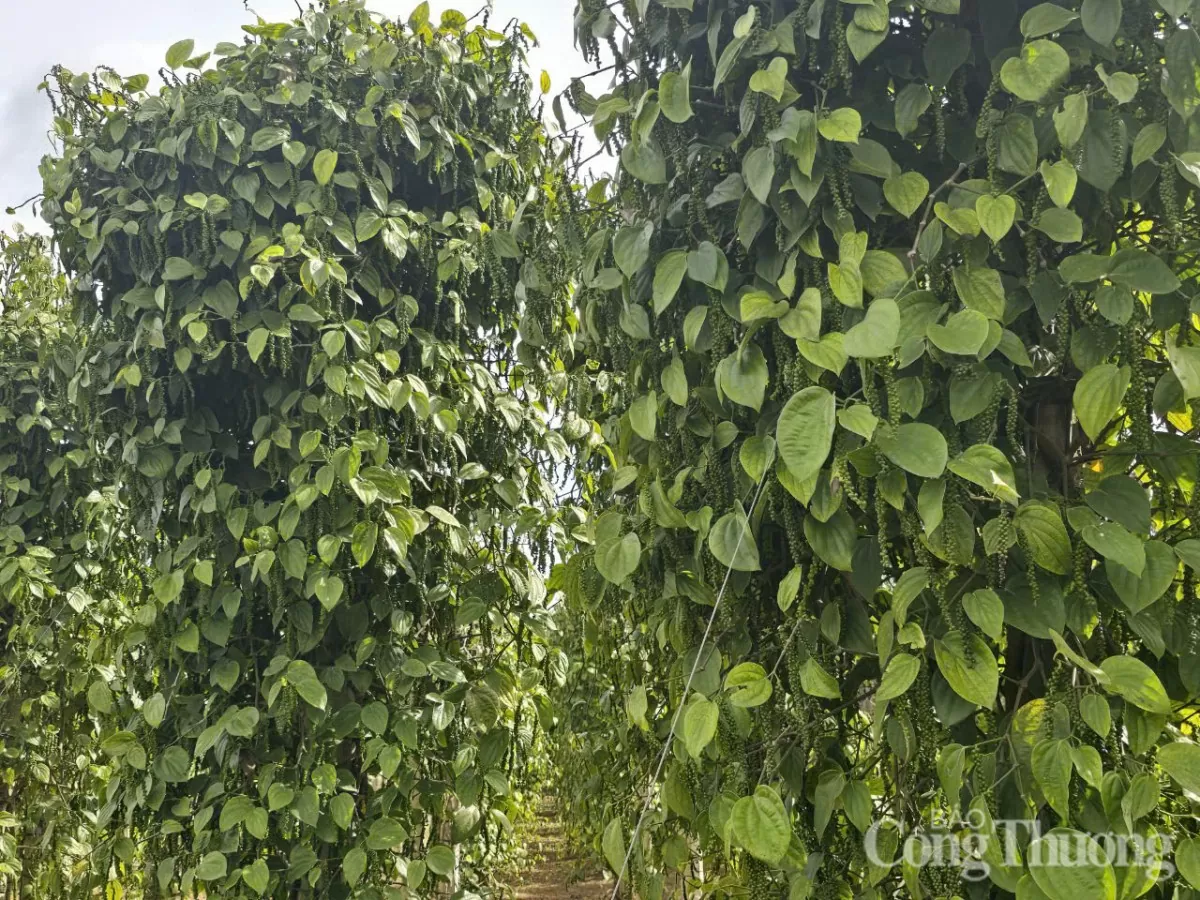 Giá tiêu hôm nay 16/5/2025, trong nước tăng giảm đan xen