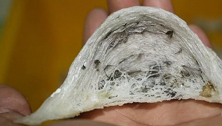 Trung Quốc hiện là thị trường tiêu thụ tổ yến lớn nhất, chiếm đến 80% lượng tiêu thụ trên toàn thế giới