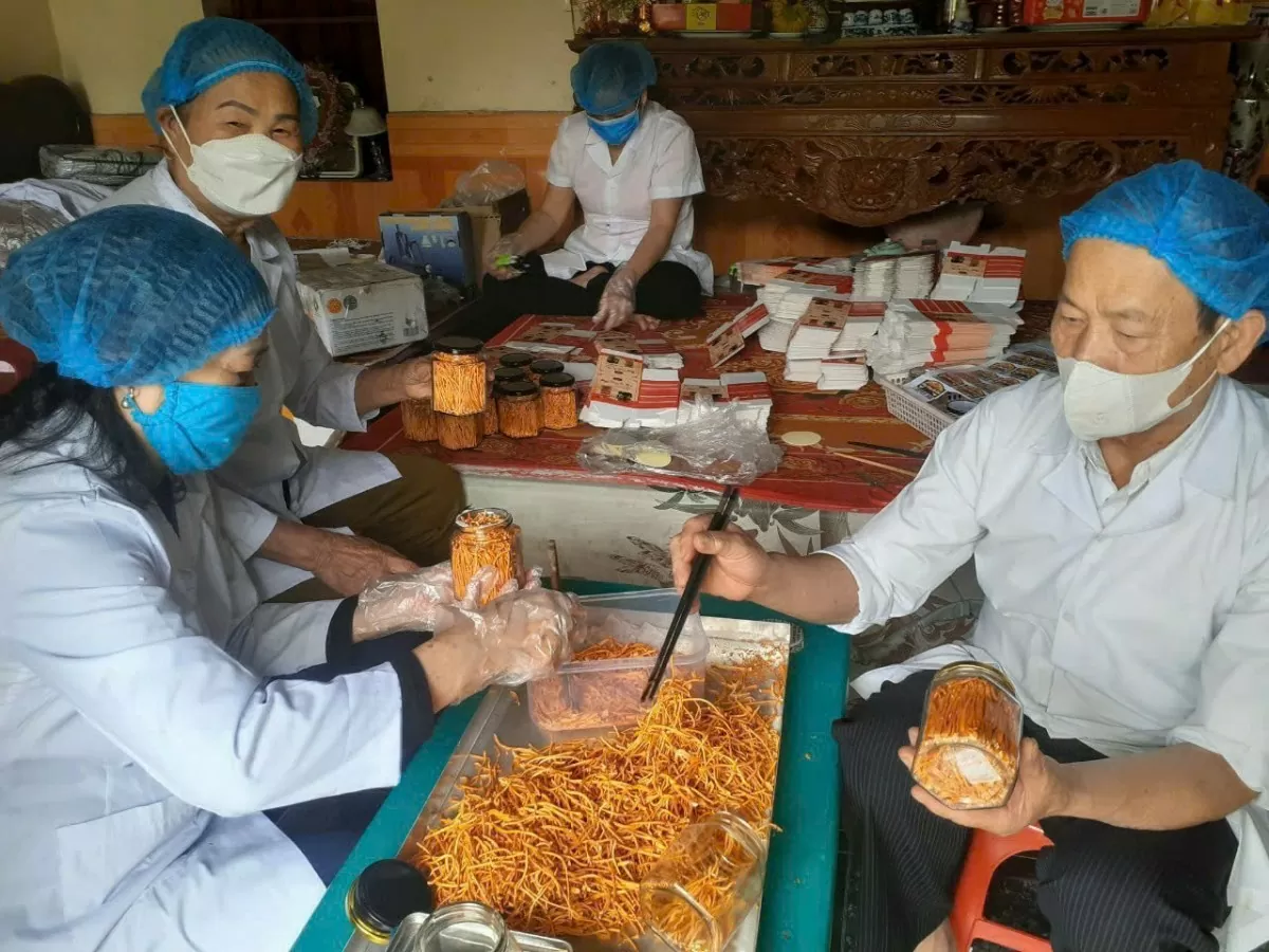 Đi tìm đầu ra cho đông trùng hạ thảo Thái Bình Đi tìm đầu ra cho đông trùng hạ thảo Thái Bình