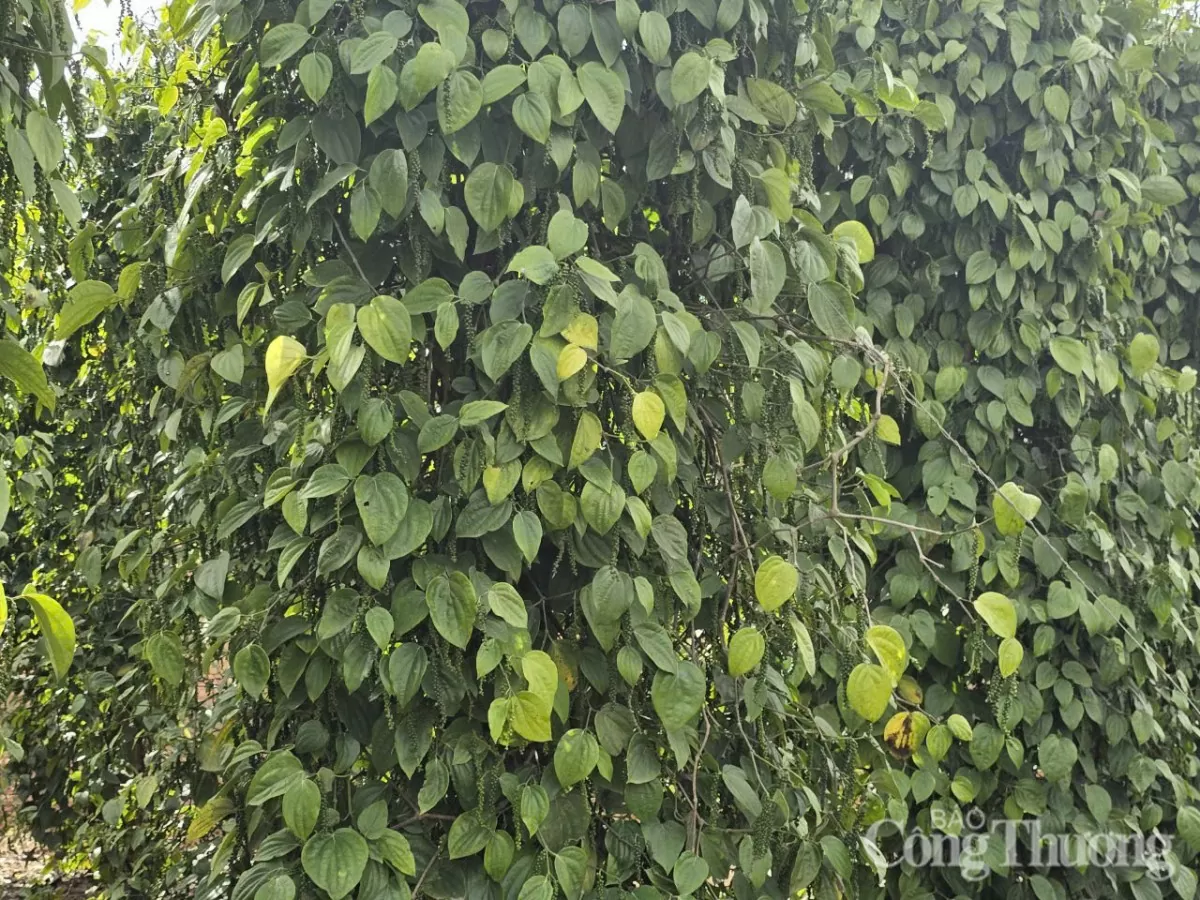 Giá tiêu hôm nay 20/5/2025: trong nước Giá tiêu hôm nay 20/5/2025: trong nước Gia Lai giảm 1.000 đồng/kg