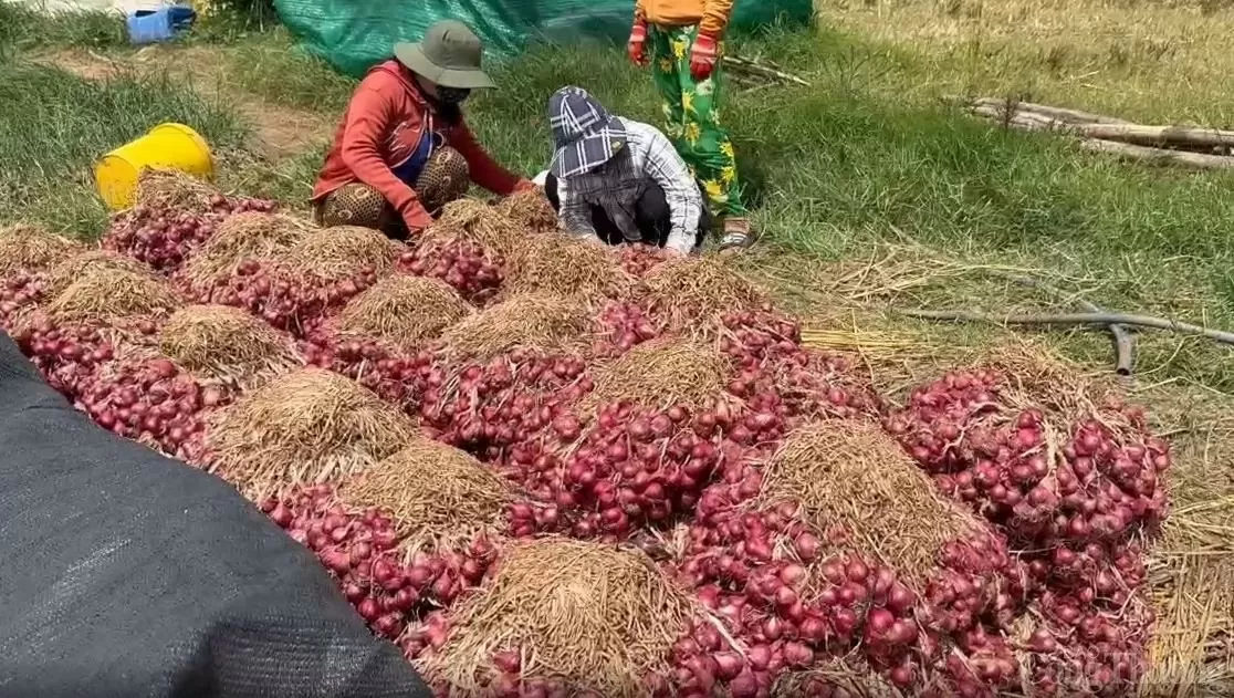 Sóc Trăng: Hành tím hữu cơ mở hướng mới cho nông dân Vĩnh Châu