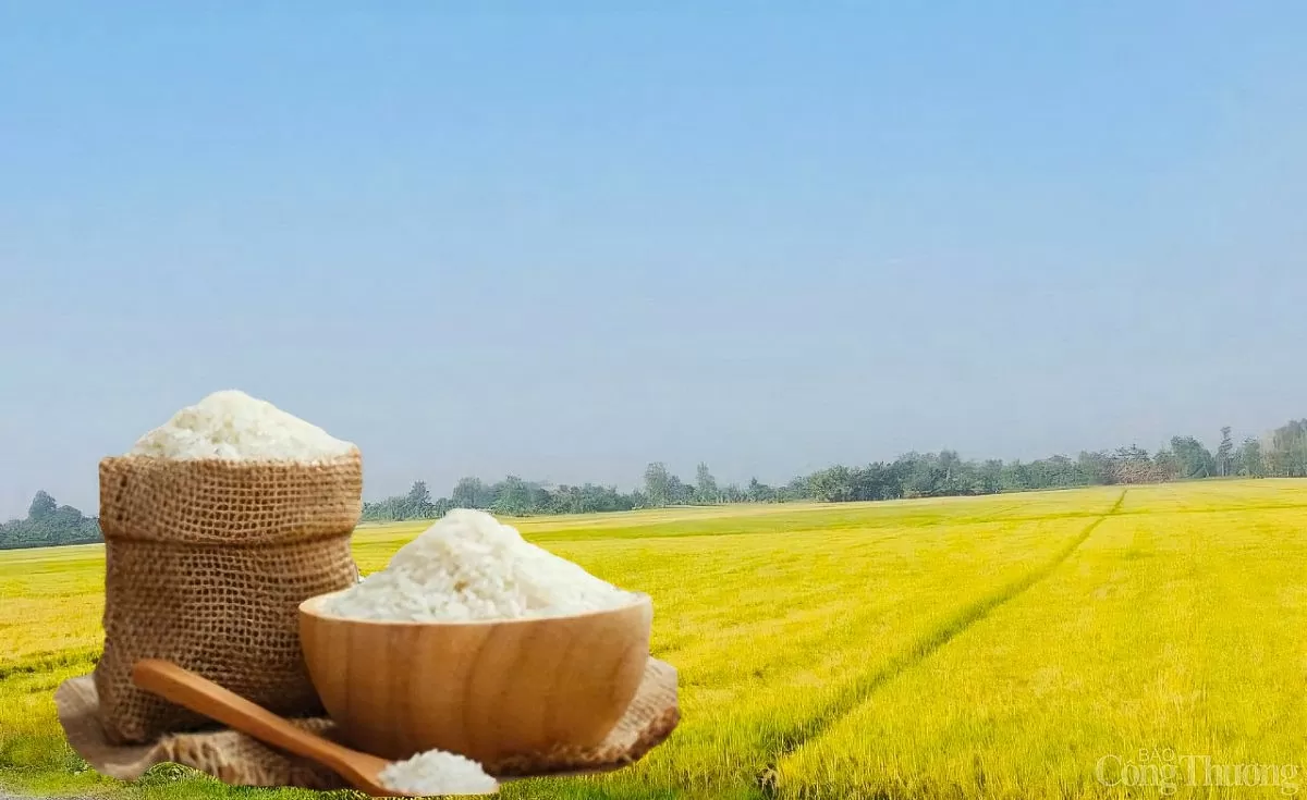 Giá lúa gạo hôm nay ngày 23/5: Thị trường biến động nhẹ