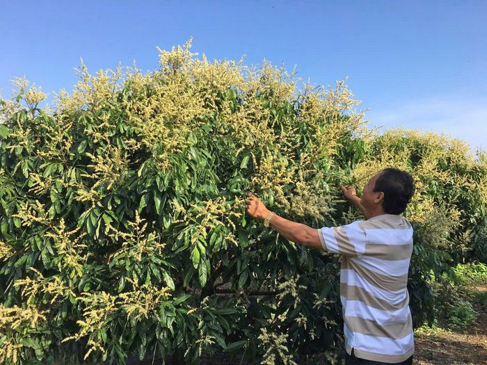 Nhờ thay đổi sản xuất theo hướng hữu cơ, giúp nhiều nhà vườn giảm chi phí, tăng hiệu quả canh tác.