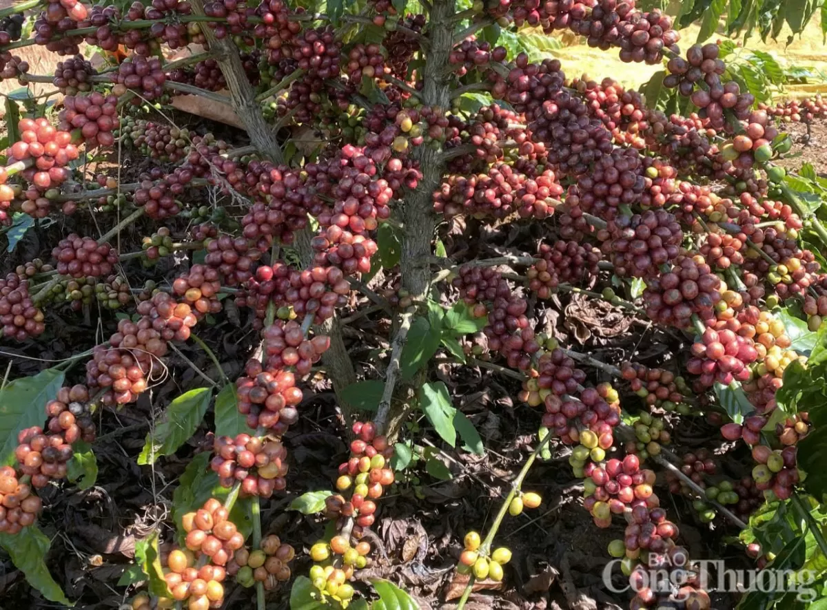 Giá cà phê hôm nay 25/5/2025, Giá cà phê hôm nay 25/5/2025,