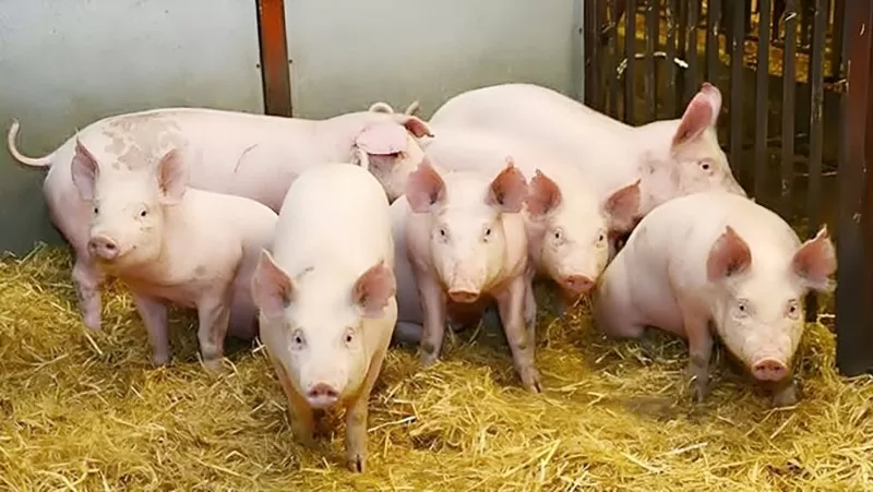 Giá heo hơi hôm nay 26/5/2025: Miền Nam quay đầu giảm nhẹ Giá heo hơi hôm nay 26/5/2025: Miền Nam quay đầu giảm nhẹ