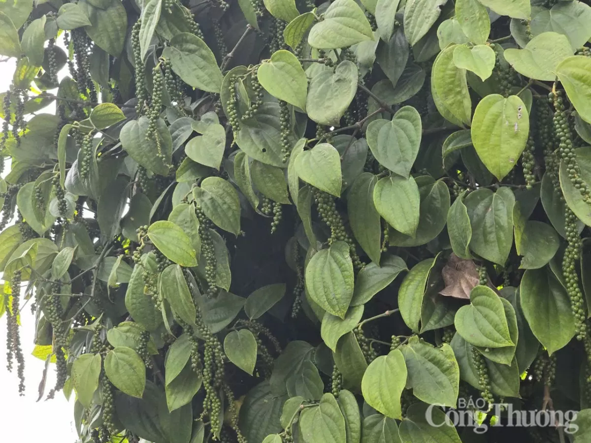 Giá tiêu hôm nay 26/5/2025: Giá tiêu hôm nay 26/5/2025: trong nước ổn định mức cao