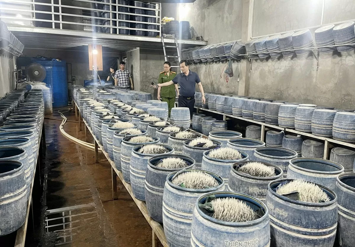 Lào Cai: Triệt phá hai cơ sở bán hơn 300 tấn giá đỗ ngâm hóa chất