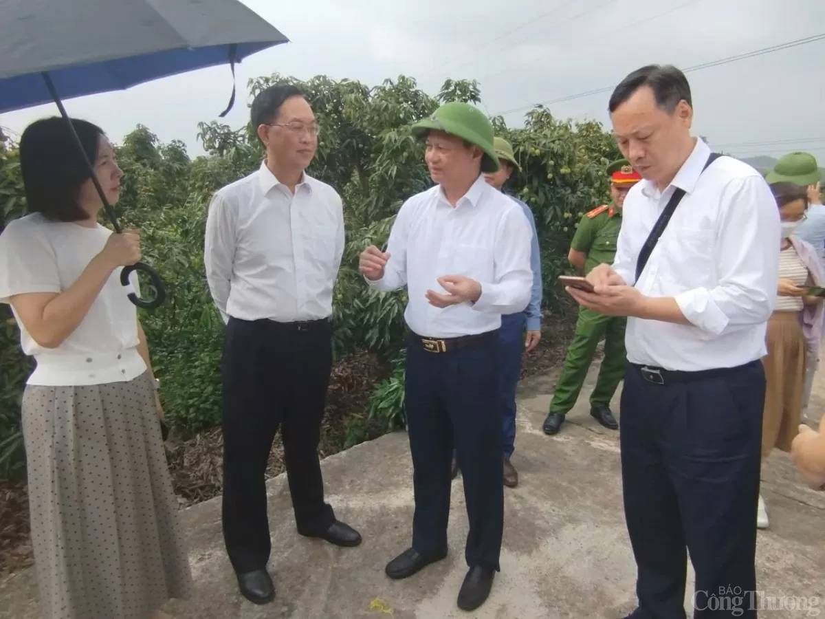 Thương nhân trong và ngoài nước đổ về vườn vải thiều Bắc Giang