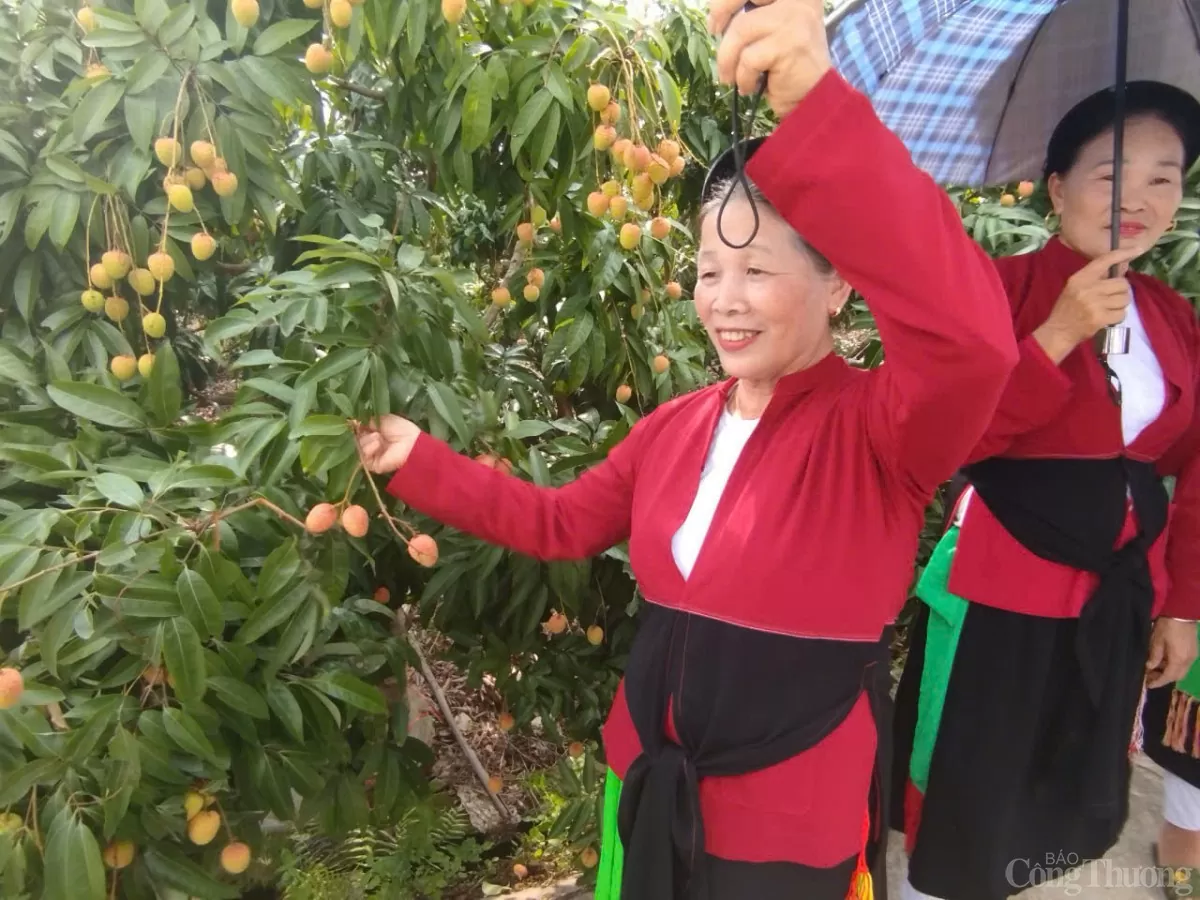 Thương nhân trong và ngoài nước đổ về vườn vải thiều Bắc Giang