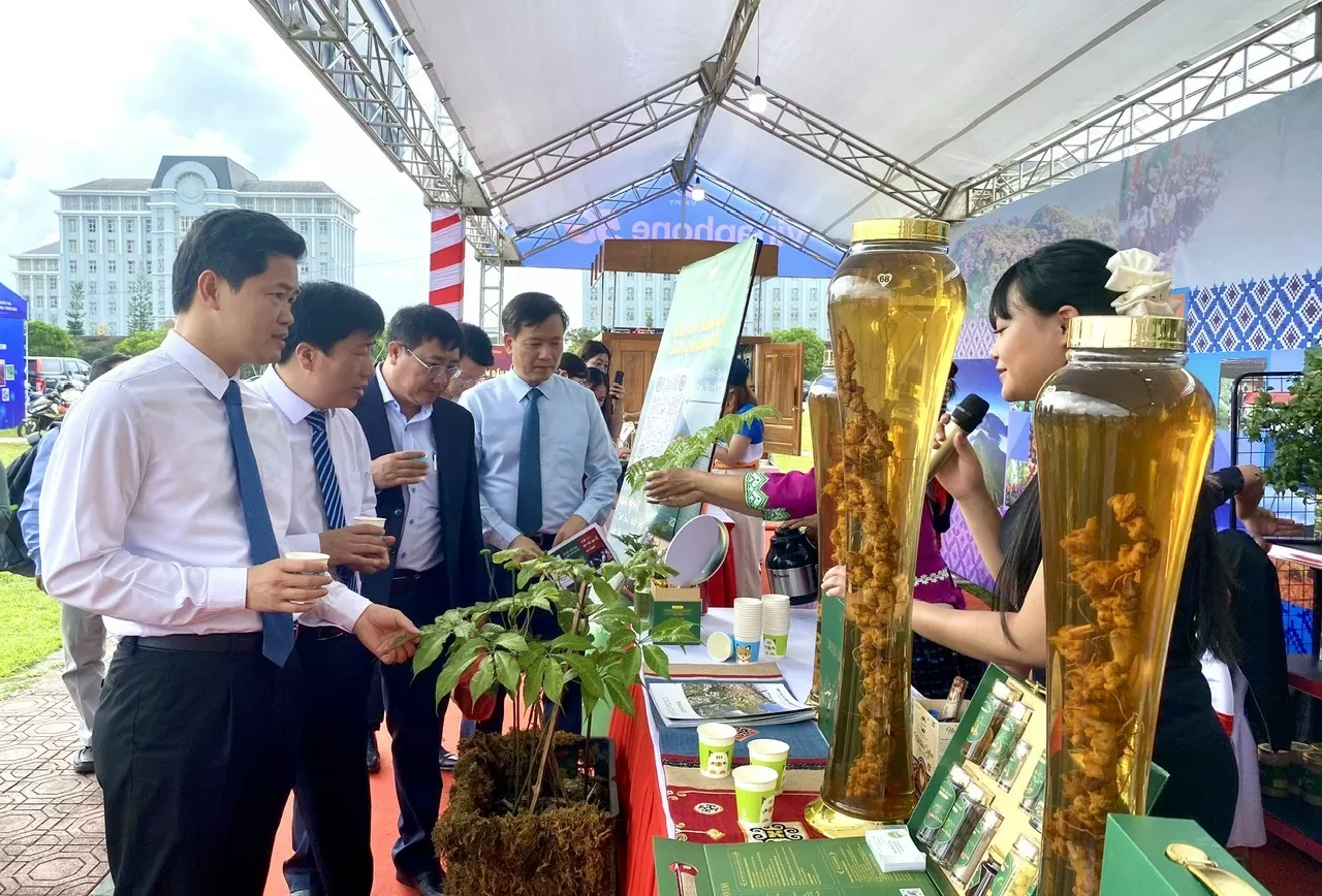 Sâm Lai Châu:Khi sản vật núi rừng bước vào chuỗi giá trị Sâm Lai Châu: Khi sản vật núi rừng bước vào chuỗi giá trị