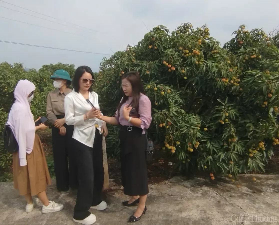 Thương nhân trong và ngoài nước đổ về vườn vải thiều Bắc Giang