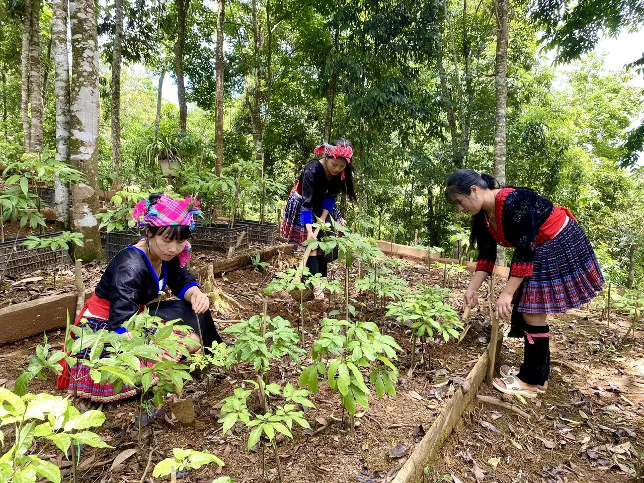 Sâm Lai Châu:Khi sản vật núi rừng bước vào chuỗi giá trị Sâm Lai Châu: Khi sản vật núi rừng bước vào chuỗi giá trị