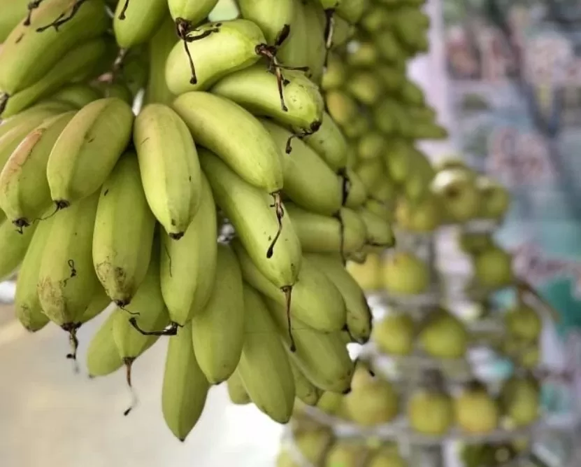 Chuối ngự, thanh long Bảo Yên được cấp nhãn hiệu chứng nhận
