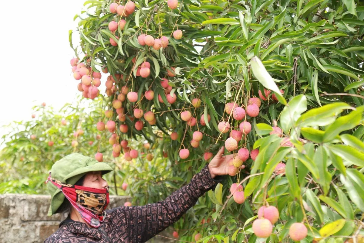 Hải Dương tăng tốc xúc tiến tiêu thụ vải thiều 2025