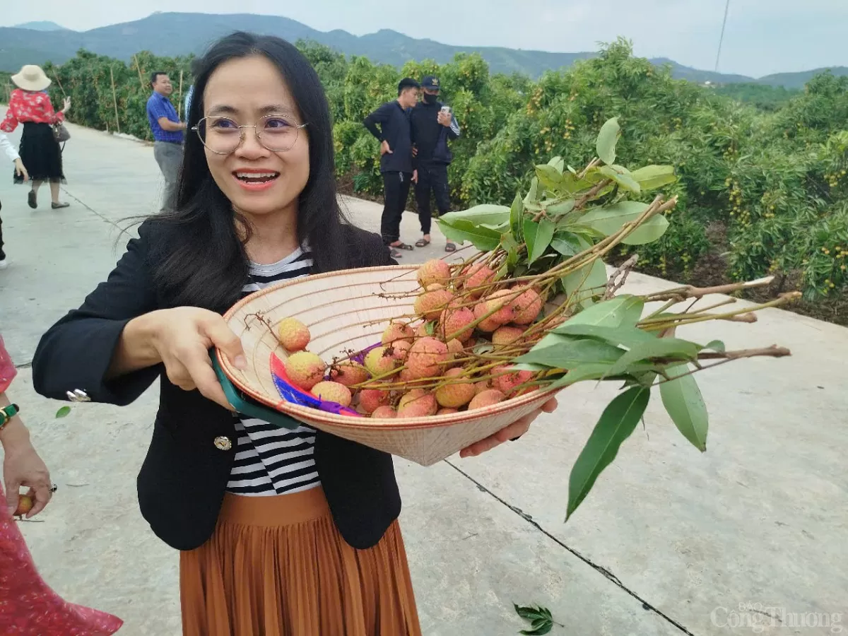 Thương nhân trong và ngoài nước đổ về vườn vải thiều Bắc Giang