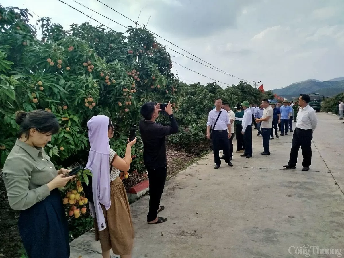 Thương nhân trong và ngoài nước đổ về vườn vải thiều Bắc Giang