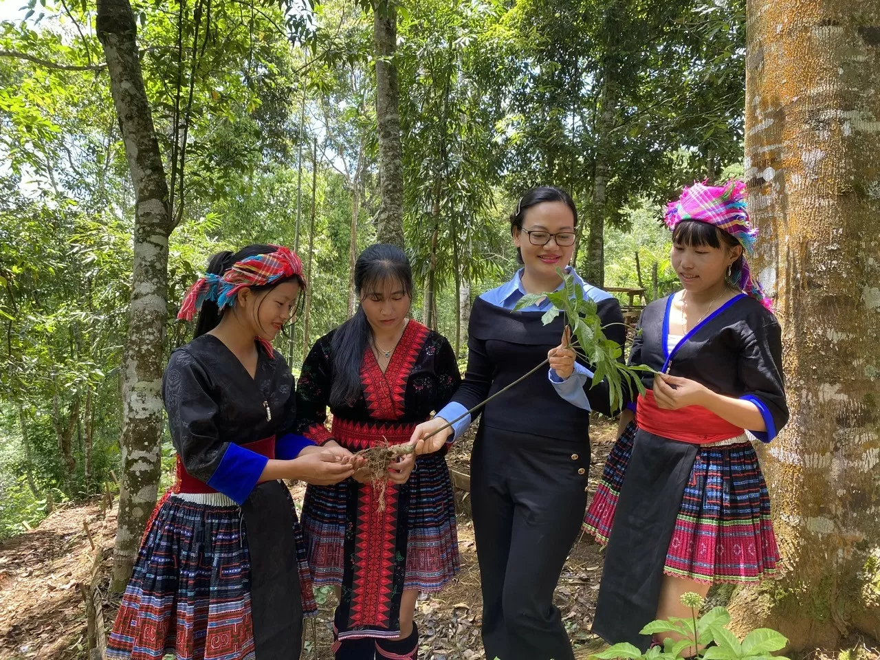 Sâm Lai Châu:Khi sản vật núi rừng bước vào chuỗi giá trị Sâm Lai Châu: Khi sản vật núi rừng bước vào chuỗi giá trị