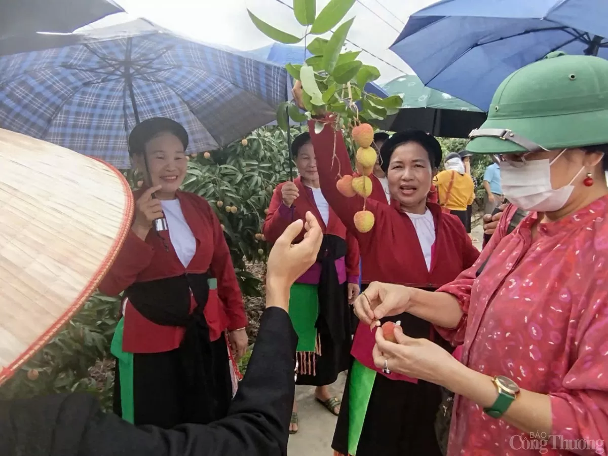 Thương nhân trong và ngoài nước đổ về vườn vải thiều Bắc Giang