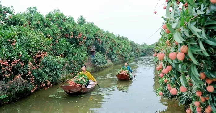 Mùa vải chín, Hải Dương níu chân du khách bốn phương Mùa vải chín, Hải Dương níu chân du khách bốn phương
