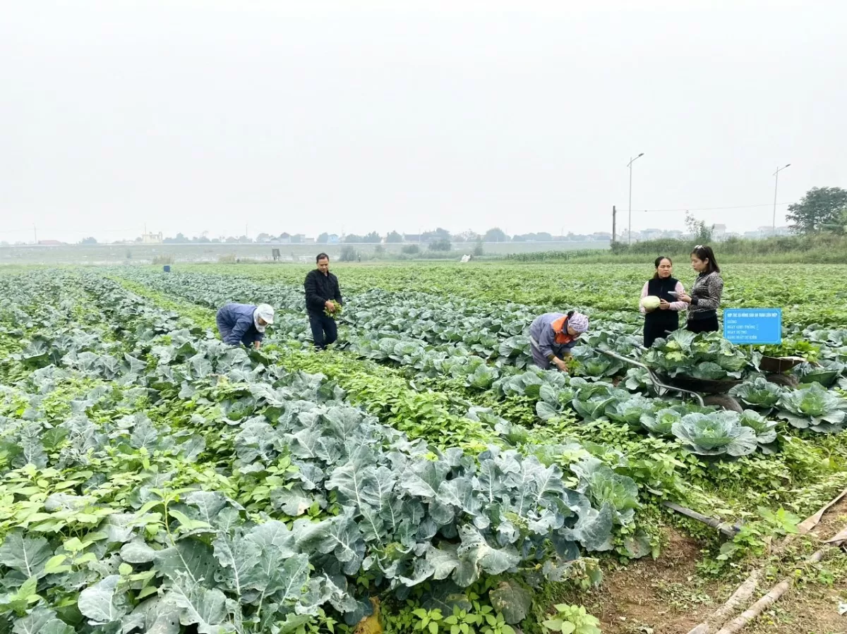 Hà Nam đẩy mạnh xúc tiến thương mại, mở rộng thị trường tiêu thụ nông sản