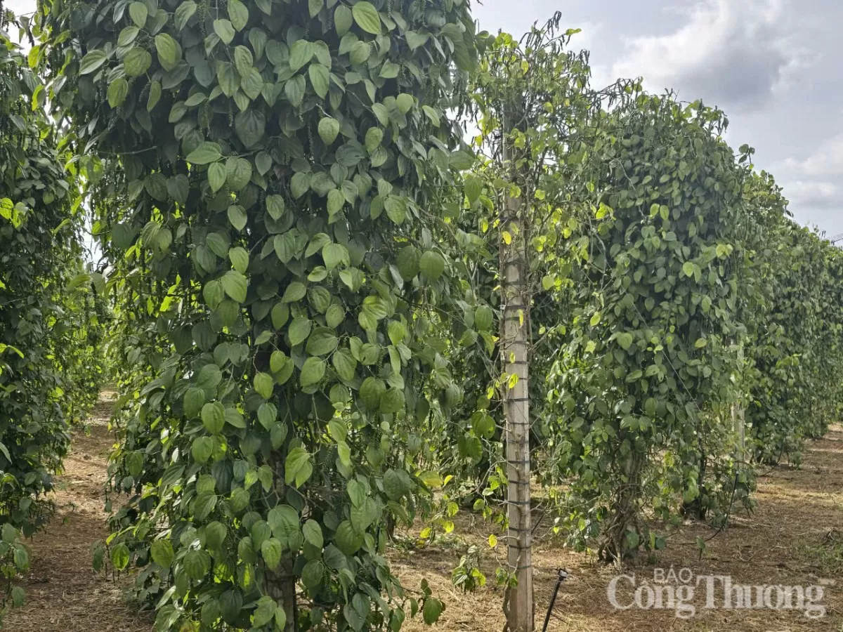 Giá tiêu hôm nay 2/6/2025: thị trường Giá tiêu hôm nay 2/6/2025: thị trường đi ngang