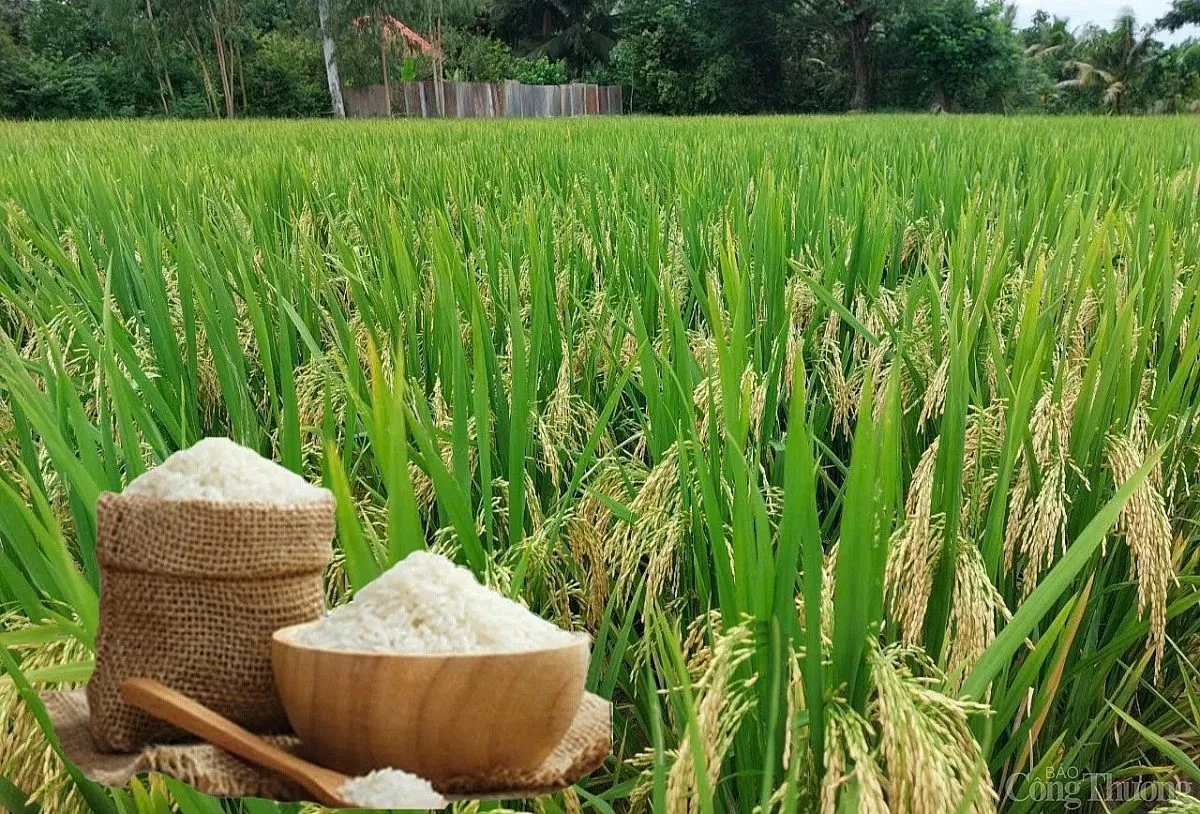 Giá lúa gạo hôm nay ngày 3/6: Lúa tươi và gạo xuất khẩu biến động