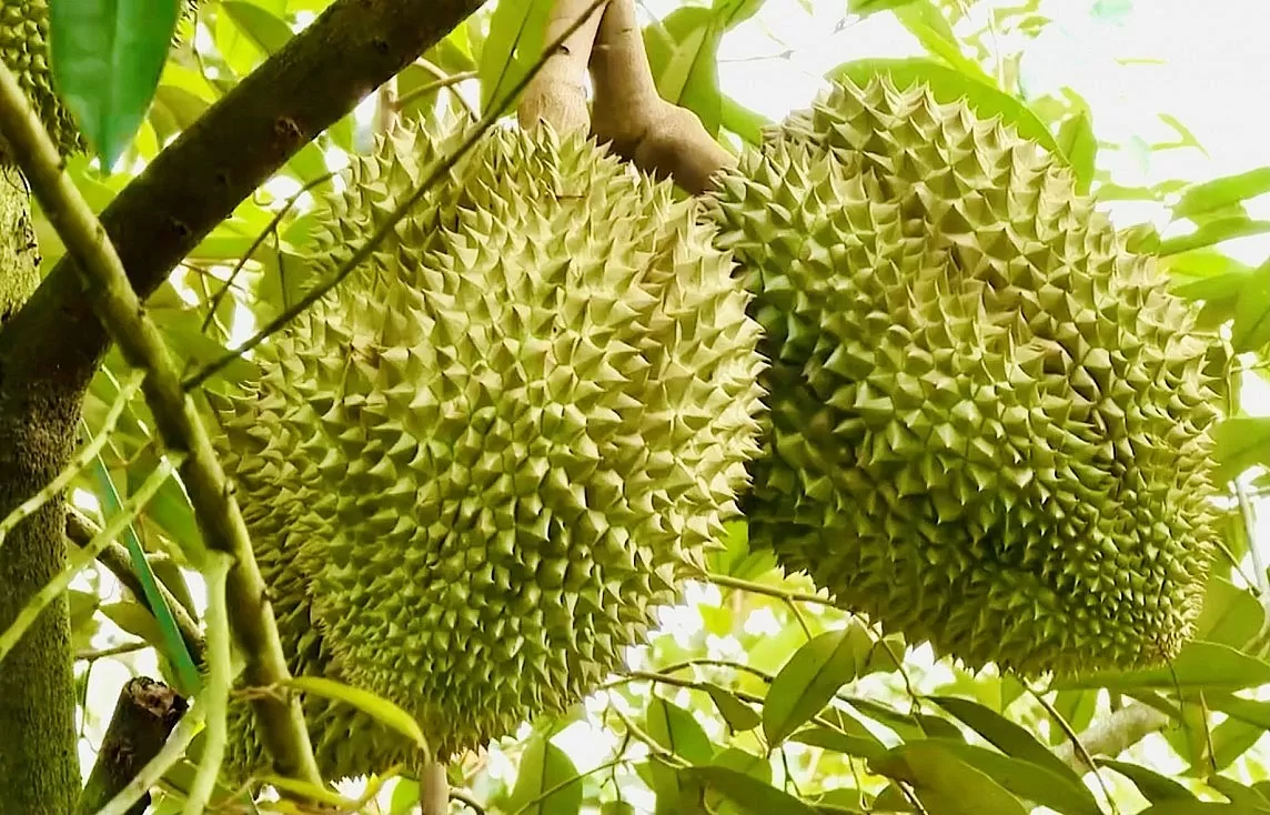 Sầu riêng tươi không phải ký lại Nghị định thư. Ảnh: Lan Anh