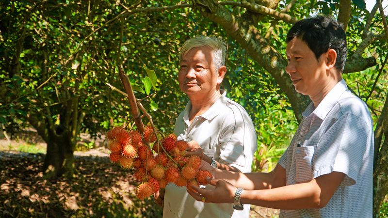 Vườn chôm chôm hơn 10 công của ông Võ Văn Bê (xã Tích Thiện, huyện Trà Ôn) giảm đáng kể so với vụ thu hoạch năm ngoái do ảnh hưởng bởi điều kiện thời tiết.