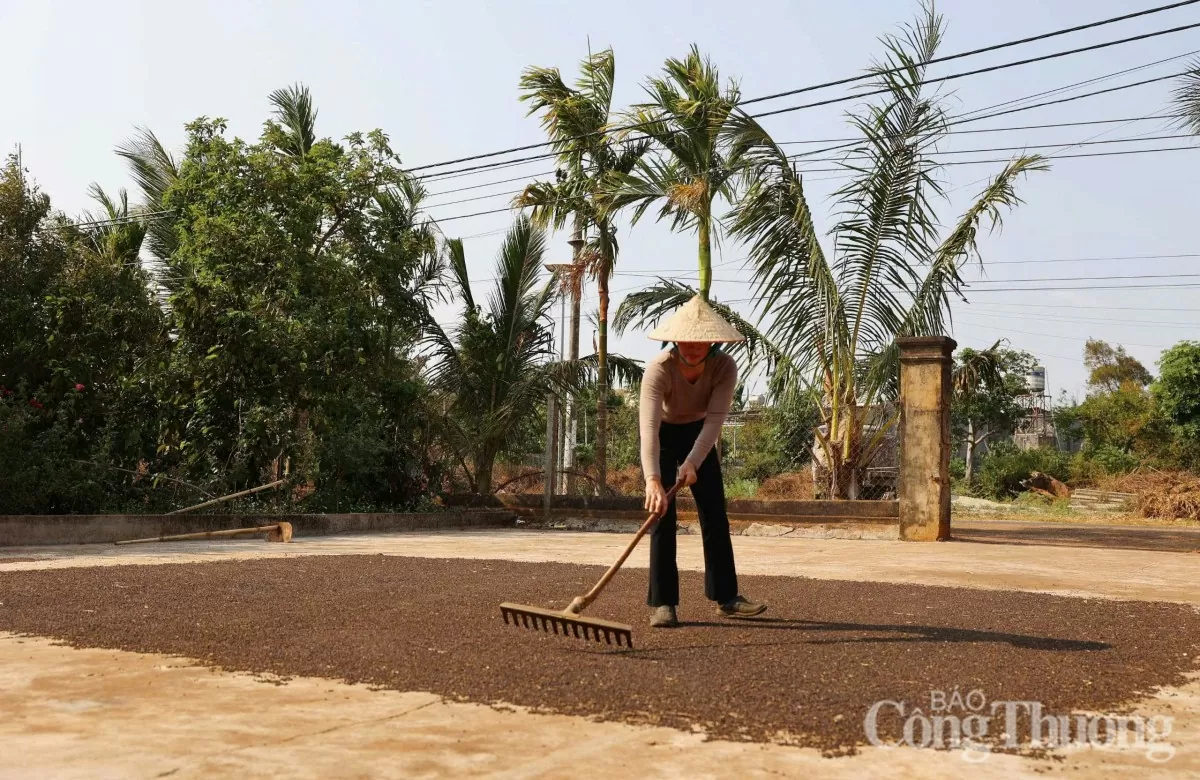 Giá tiêu hôm nay 4/6/2025: trong nước quay đầu giảm