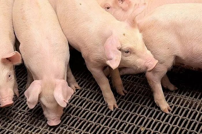 Giá heo hơi hôm nay 4/6/2025: Miền Bắc chạm mốc 70.000 đồng/kg