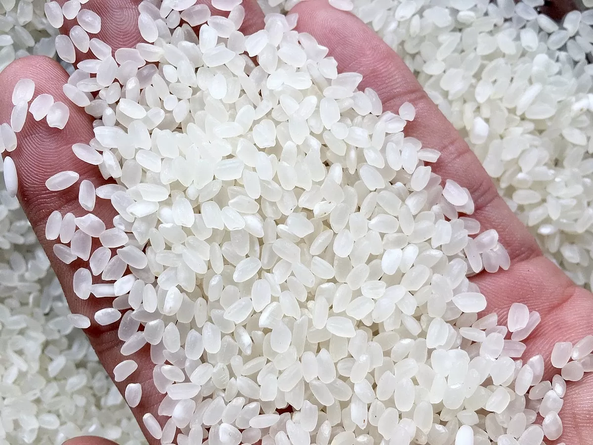 'Gạo phát thải thấp - low carbon' của Việt Nam sẽ lên đường vào thị trường Nhật Bản vào ngày 5/6