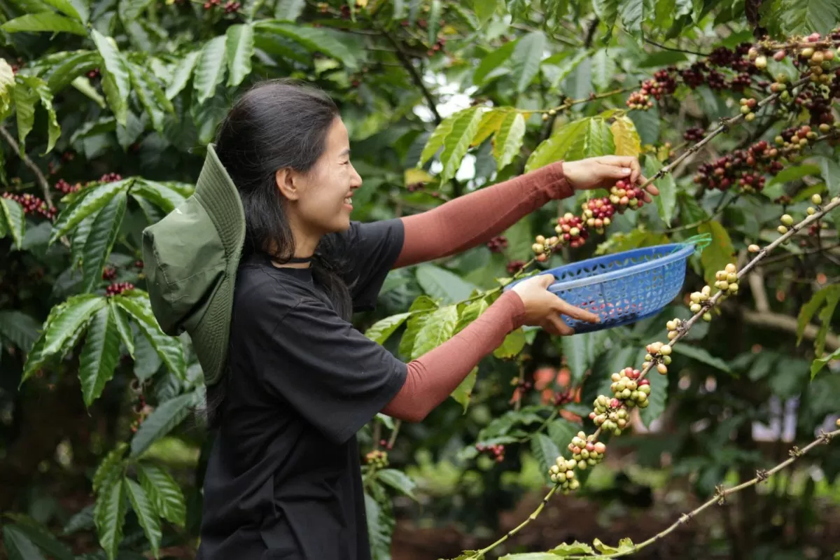 Giá cà phê hôm nay 5/6/2025, trong nước ngược chiều thế giới