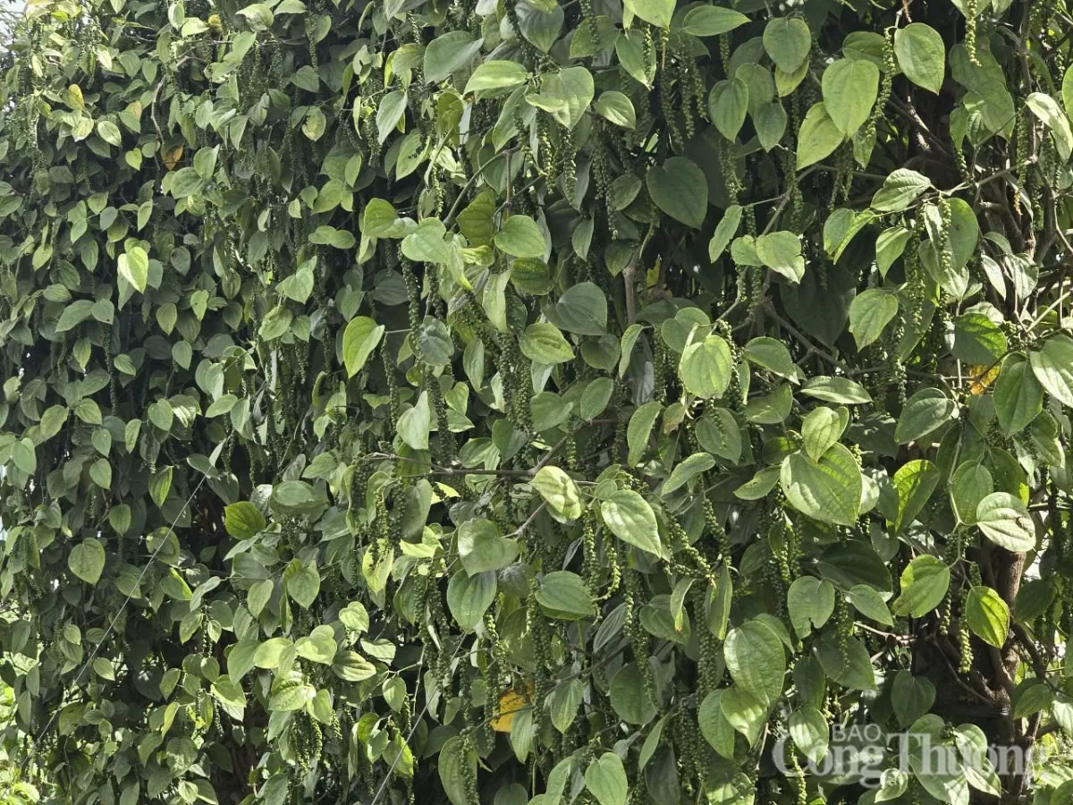 Giá tiêu hôm nay 5/6/2025: trong nước neo ngưỡng cao
