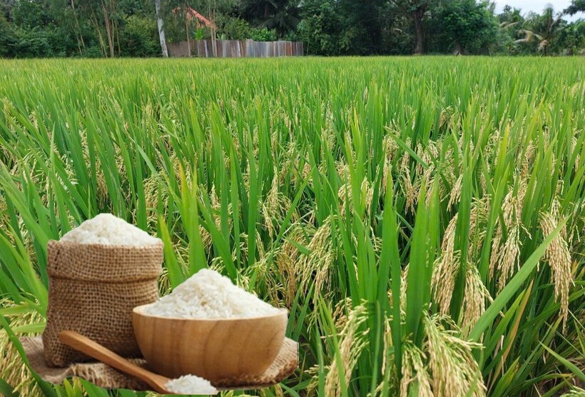 Giá lúa gạo hôm nay ngày 13/6: Thị trường đi ngang. Ảnh: Thanh Minh.