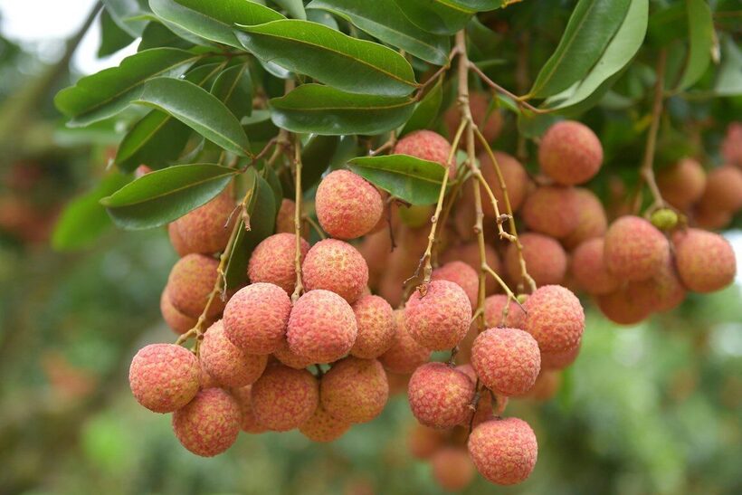 Đứng thứ hai về sản lượng toàn cầu, trái vải Việt Nam có mặt tại hơn 30 quốc gia, vùng lãnh thổ trên thế giới, đáp ứng nhu cầu của các thị trường cao cấp nhất.