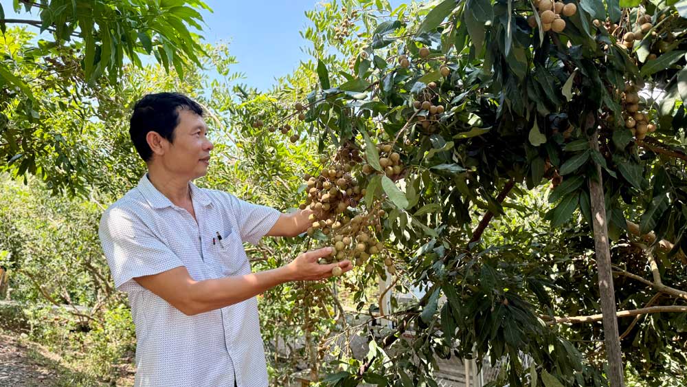 Nhiều HTX nông nghiệp phát huy vai trò liên kết sản xuất- tiêu thụ, góp phần cơ cấu lại kinh tế địa phương.