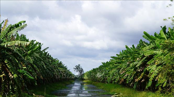Xã An Minh Bắc, huyện U Minh Thượng là địa phương trồng nhiều chuối nhất tỉnh Kiên Giang, với diện tích trên 1.700 ha (ảnh tư liệu).