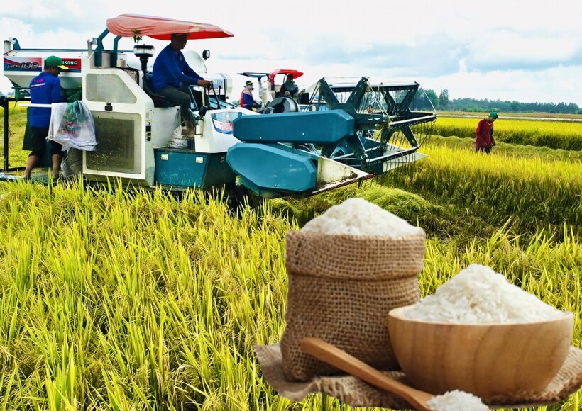 Giá lúa gạo hôm nay ngày 19/6: Gạo xuất khẩu đảo chiều tăng, lúa tươi chững giá. Ảnh. Thanh Minh.