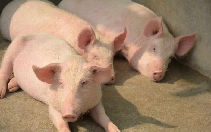 Giá heo hơi hôm nay 19/6/2025: Cao nhất 73.000 đồng/kg.