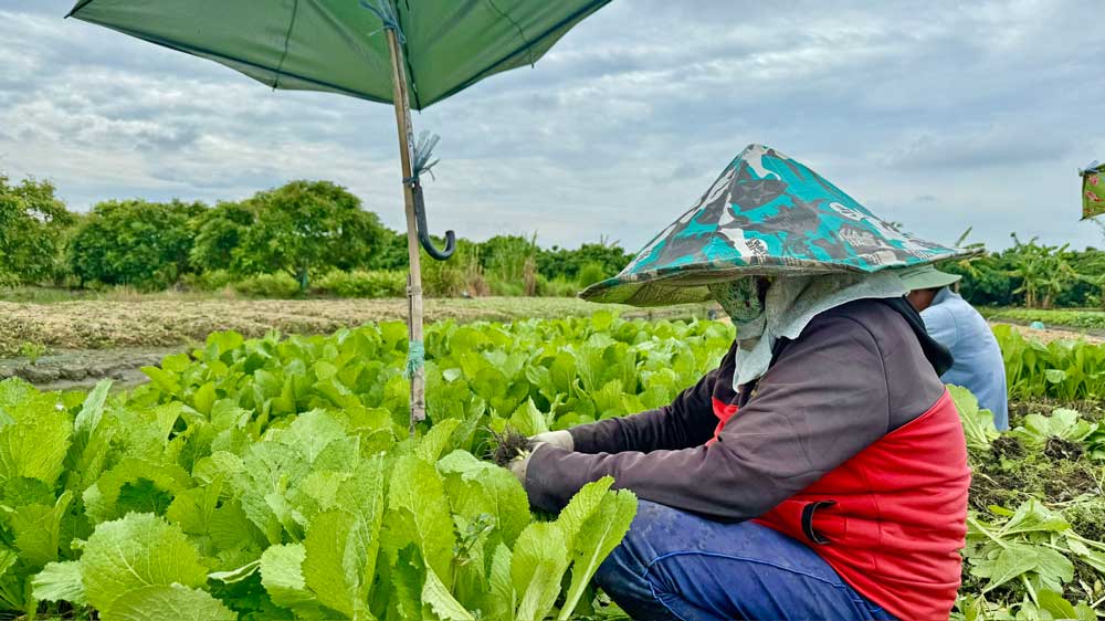 Ngành nông nghiệp khuyến cáo nông dân luân canh cây trồng khác họ, chọn giống đạt tiêu chuẩn, chất lượng thích hợp.