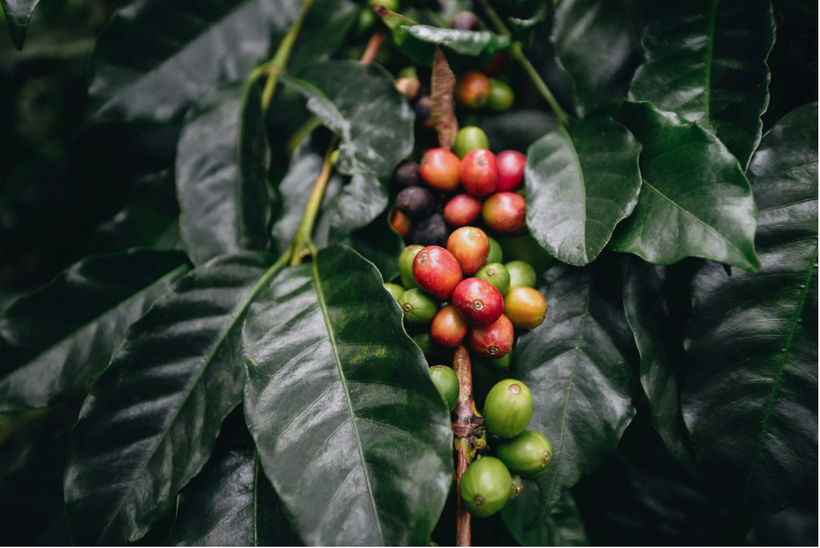 Giá cà phê Arabica giảm hơn 4,6% xuống mức 6.864 USD/tấn