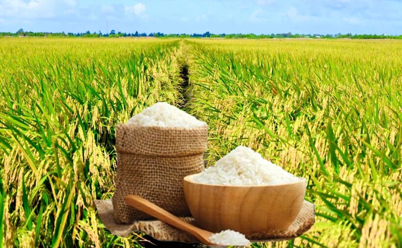 Giá lúa gạo hôm nay ngày 25/6: Gạo xuất khẩu đồng loạt giảm, lúa tươi chững giá. Ảnh: Thanh Minh.