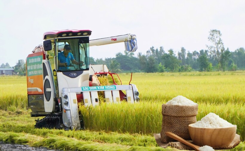 Giá lúa gạo hôm nay ngày 26/6: Gạo nguyên liệu xuất khẩu tăng nhẹ, lúa tươi chững giá. Ảnh: Thanh Minh.