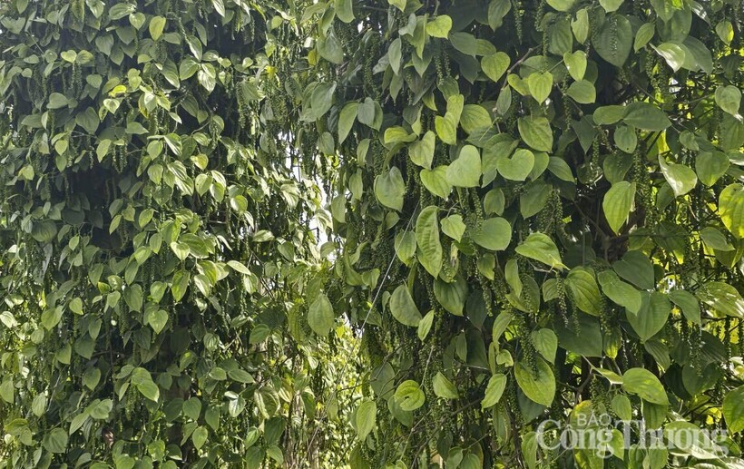 Những vườn tiêu xanh tốt, trĩu quả được trồng ở Đắk Nông